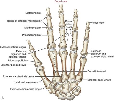 hand anatomy digits|Structure and Function of the Hand .